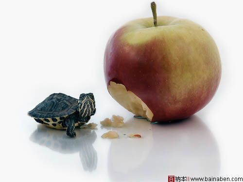 Turtle and apple-百衲本视觉